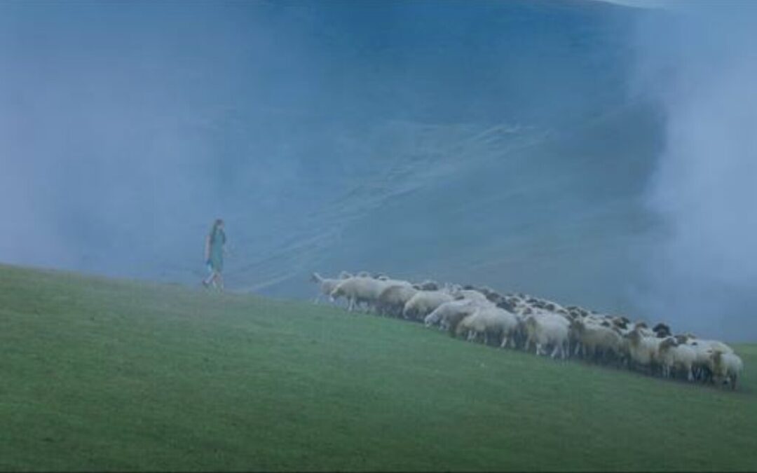 Sheep