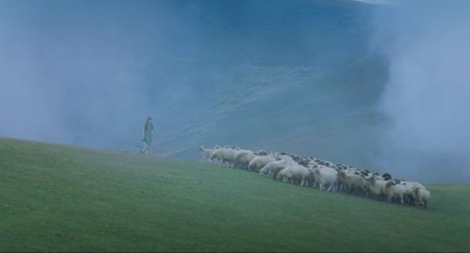 Sheep