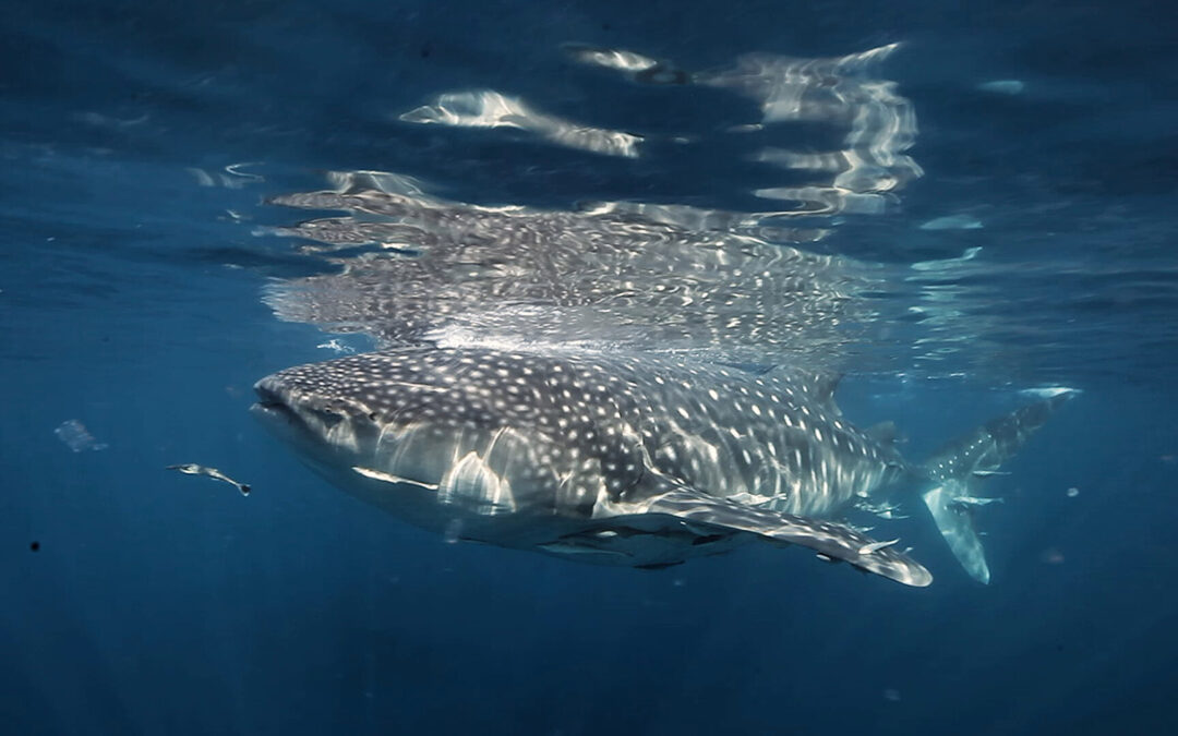 The Last of the Whale Shark