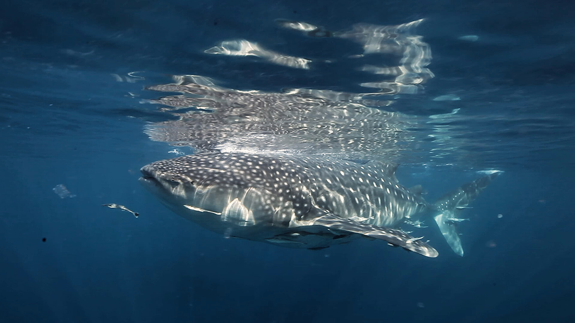 The Last of the Whale Shark